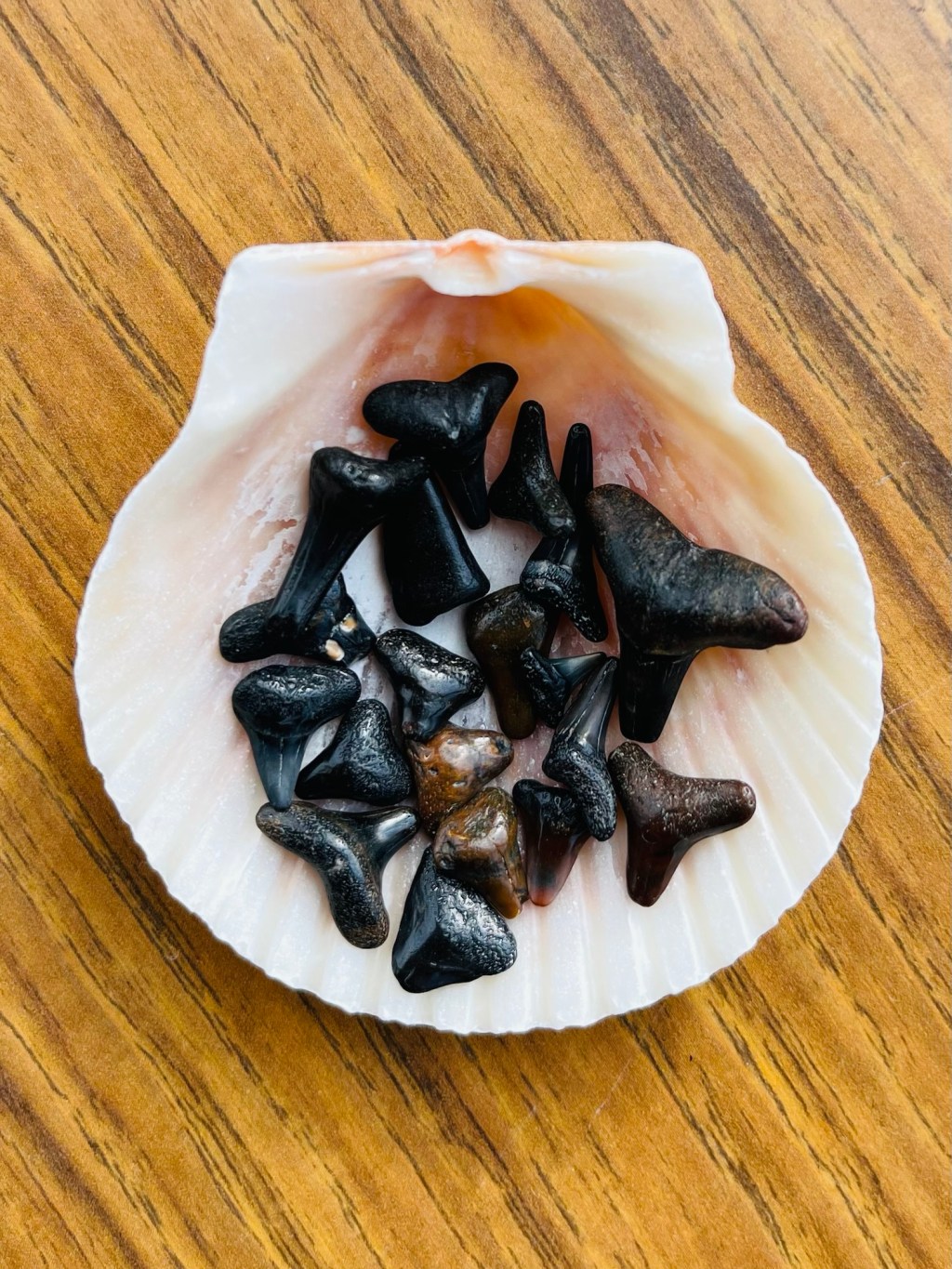 Day 46 (2/22/26) – Layover at Cape Haze Marina (Englewood)